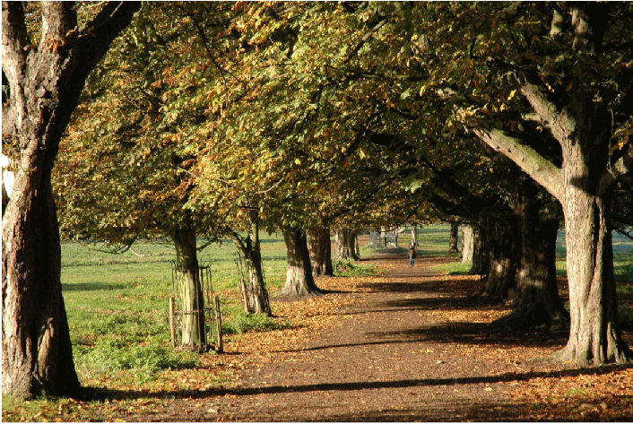 footpath