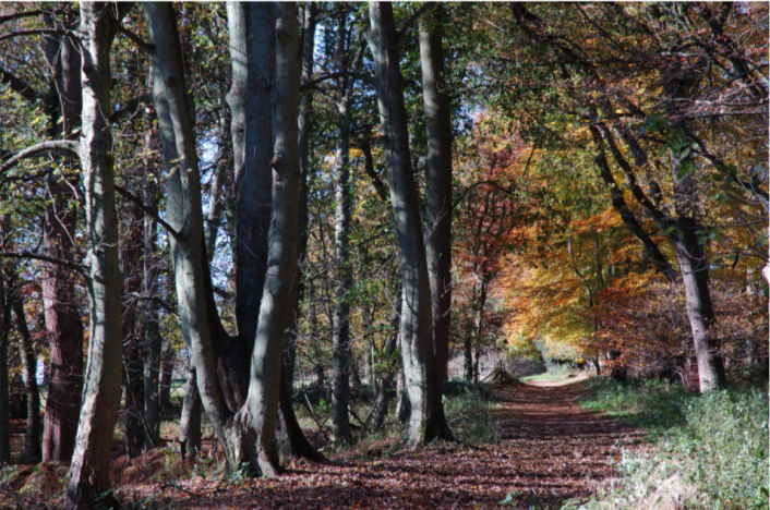 ashridge